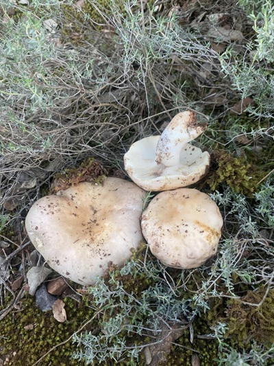 Russula werneri