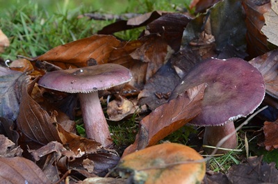 Russula zonatula