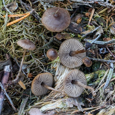 Sagaranella gibberosa