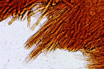 sarcoscypha-coccinea10