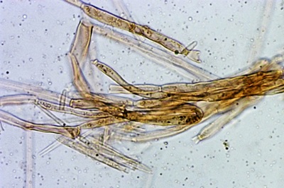 sarcoscypha-coccinea12