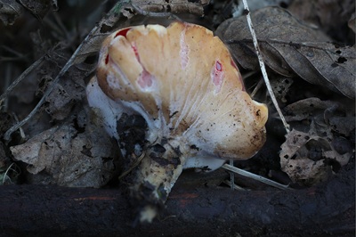 sarcoscypha-coccinea6