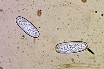 sarcoscypha-coccinea8