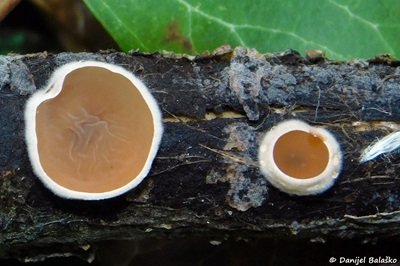 Schizophyllum amplum