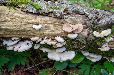 Schizophyllum commune