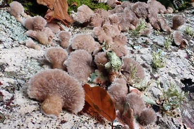 schizophyllum-commune