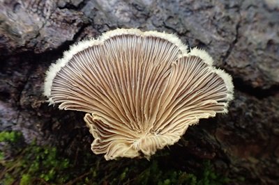 schizophyllum-commune