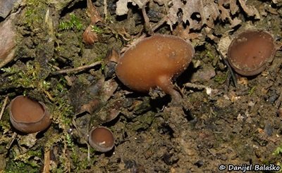 Sclerotinia binucleata