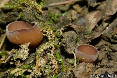 sclerotinia-binucleata