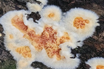 serpula-himantioides2