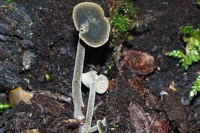 Simocybe centunculus