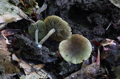 simocybe-centunculus4