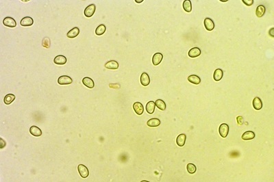 simocybe-centunculus5