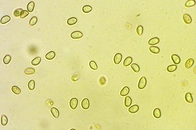 simocybe-centunculus6