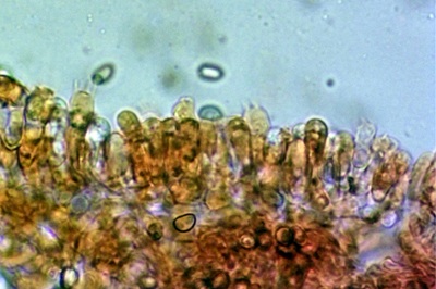 simocybe-centunculus7