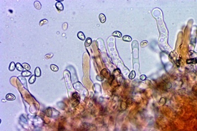 simocybe-centunculus8