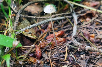 Spinellus fusiger