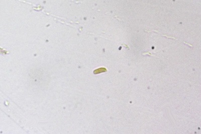 stereum-subtomentosum9