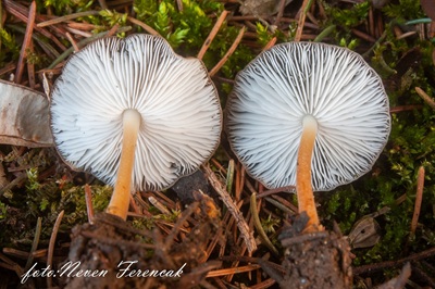 strobilurus-esculentus1