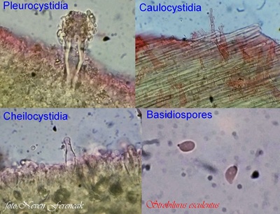 strobilurus-esculentus10