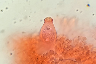 strobilurus-esculentus11