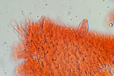 strobilurus-esculentus12