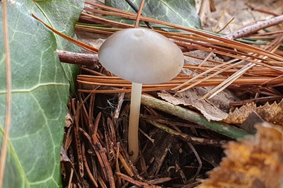 strobilurus-esculentus2