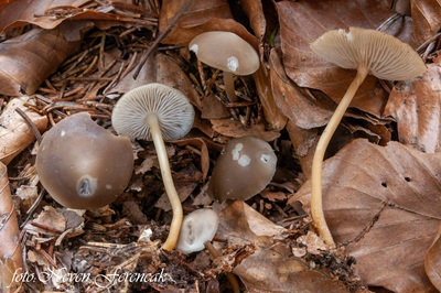 strobilurus-esculentus3