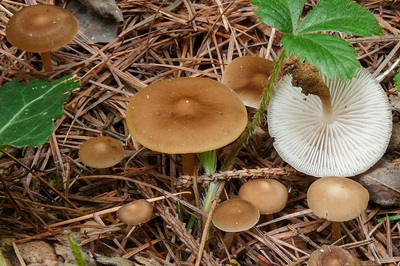 strobilurus-esculentus4