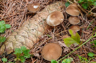 strobilurus-esculentus5