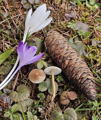 strobilurus-esculentus6