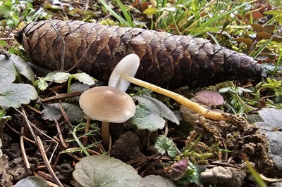 strobilurus-esculentus7