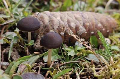 strobilurus-esculentus8