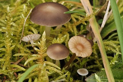 strobilurus-esculentus9