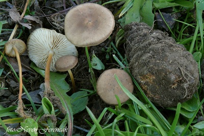 strobilurus-tenacellus1