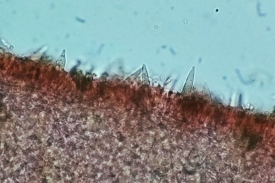 strobilurus-tenacellus12