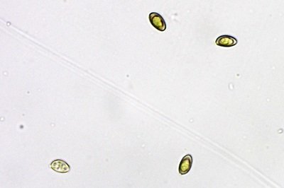 stropharia-aeruginosa