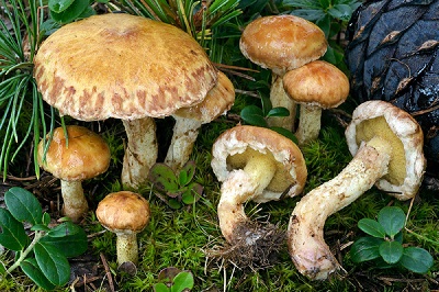 Suillus americanus