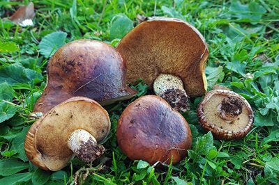 Suillus bellinii