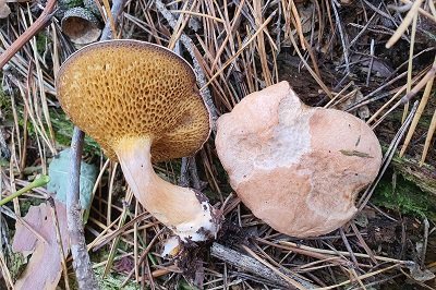 Suillus bovinus