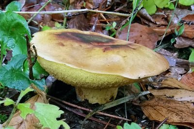 suillus-bovinus