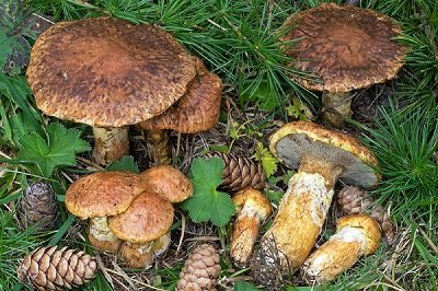 Suillus bresadolae