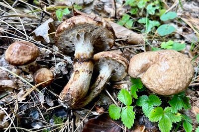 Suillus viscidus