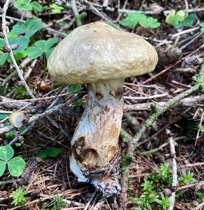 suillus-viscidus