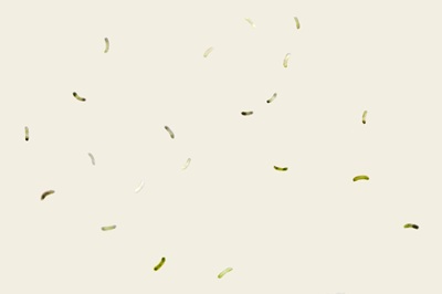 tectella-patellaris7