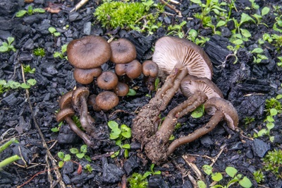 Tephrocybe ambusta