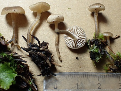 Tephrocybe cessans