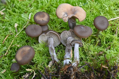 Tephrocybe confusa