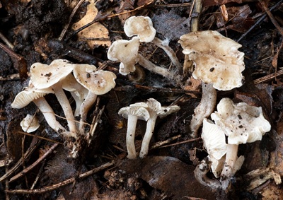 Tephrocybella constrictospora