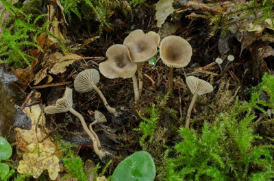 Tephrocybe osmophora